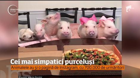 Cei mai simpatici purceluși