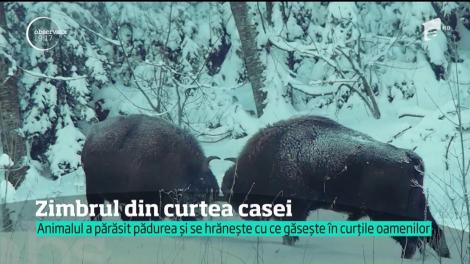 Un zimbru mâncăcios tulbură viaţa paşnică a localnicilor din comuna Văratec, judeţul Neamţ!