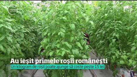 Prima recoltă de roşii româneşti