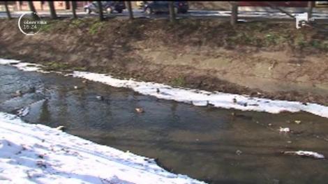 Iarnă de iarnă, locuitorii din Tg. Mureş constată că între blocuri apar cârduri de raţe sălbatice!