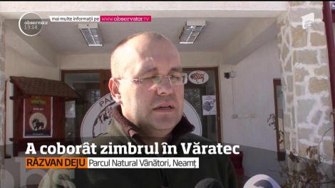 De două săptămâni, oamenii dintr-o comună din Neamţ trăiesc cu spaimă. Un zimbru le intră în ogradă în căutare de hrană, dar şi de adăpost