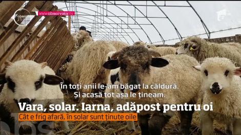 Solarul se foloseşte la plantarea fructelor sau legumelor. În judeţul Dâmboviţa, este şi adăpost pentru oi în sezonul rece