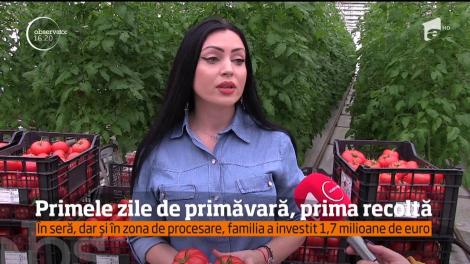 Prima recoltă de roşii româneşti