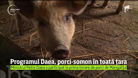 Zece purcei de lapte au devenit, oficial, ambasadorii programului guvernamental de susţinere a raselor mangaliţa şi bazna