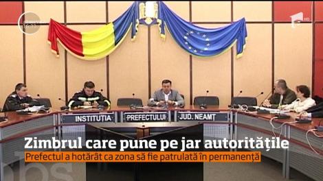 Zimbrul care pune pe jar autorităţile din Neamţ