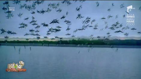 Smiley News. Cum se pescuiește organizat