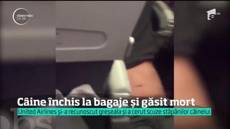 Câine găsit mort după ce a fost închis la bagaje de un angajat al unei companii aeriene