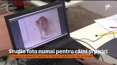 Studio foto numai pentru câini și pisici