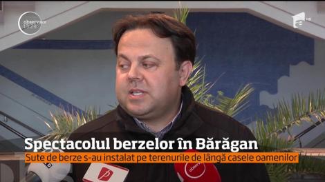 Imagini spectaculoase în Bărăgan. Sute de berze care au invadat câmpurile