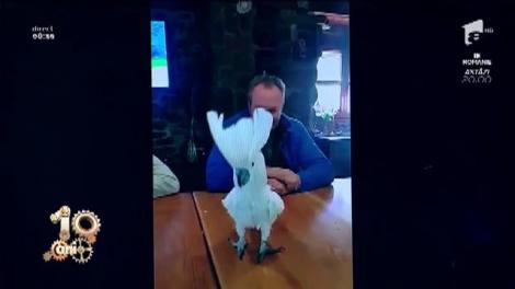 Smiley News. Un papagal dansează pe Despacito