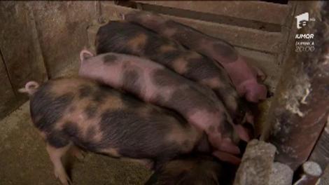 Prima poruncă pentru Alina Pușcaș şi Cornel Pâsat: o jumătate de oră trebuie să folosească expresia "Mă bate gândul!" la fiecare frază