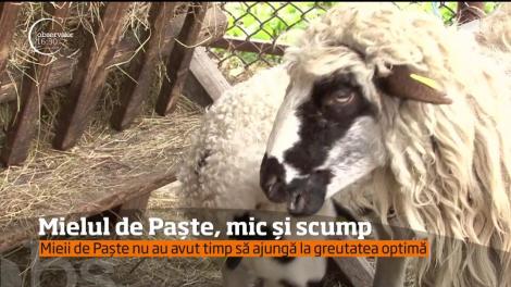Anul acesta mielul de Paşte va fi mai mic şi mai scump!