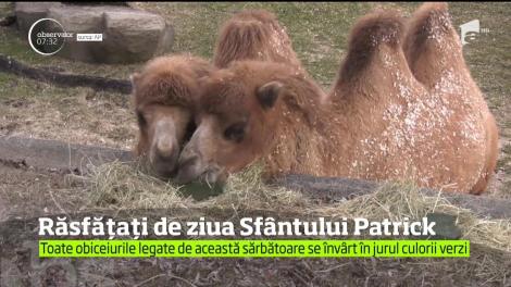 Animalele de la o grădină zoologică din Statele Unite, răsfăț culinar de Ziua Sfântului Patrick