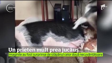 Un câine dornic de joacă face totul pentru a-şi trezi prietenul: un porc mult prea leneş!