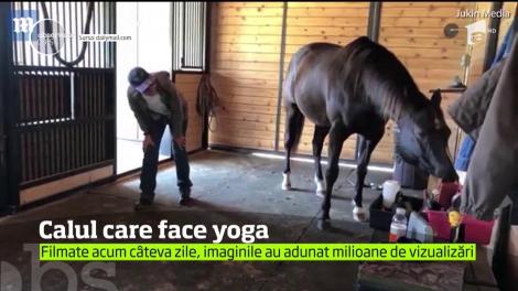 Calul care face yoga