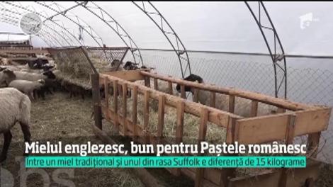 Mieii româneşti sunt prea mici pentru masa de Paşte, anul acesta. Ciobanii din Harghita au o alternativă pentru clienţi