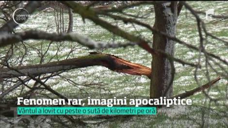 Imagini apocaliptice în România! Pădure întreagă, rasă de vântul care a lovit cu peste 100 de kilometri pe oră