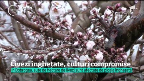 Ploaia de gheaţă a compromis şi o parte dintre culturile din ţară!
