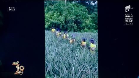 Smiley News. Cum se culege ananasul. Zici că este un sistem automatizat, însă totul se face manual