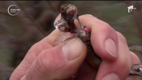 Vremea schimbătoare ne afectează agricultura! Încălzirea bruscă a făcut ca zeci de hectare de culturi agricole din judeţul Caraş-Severin să fie inundate de apele ieşite din matcă!