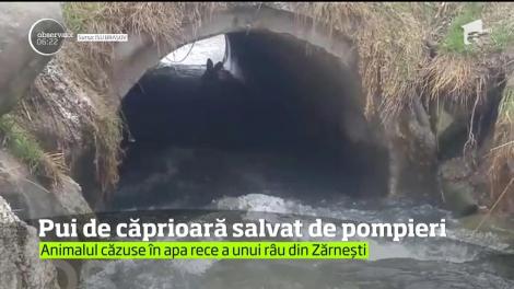 Intervenţie inedită a pompierilor la Zărneşti, în Braşov. Salvatorii au avut ca ţintă un pui de căprioară
