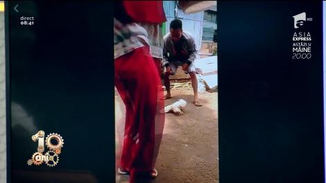 Credeai că le-ai văzut pe toate? Cum arată găina care face tumbe