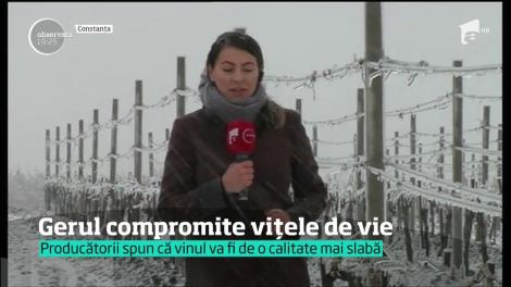 Iarna din martie pune în pericol vinul din toamnă