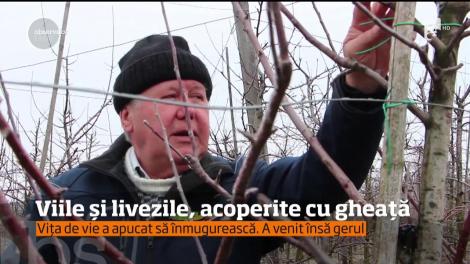 Viile și livezile, acoperite cu gheață