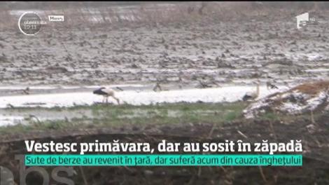 Sute de berze au ajuns în România înaintea primăverii. Suntem în plină iarnă, iar imaginile impresionante fac înconjurul ţării