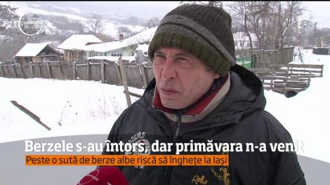 Berzele care au sosit deja în România resimt din plin scăderea dramatică a temperaturii!