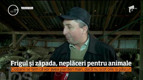 La grădina zoologică din Galaţi, mai mulți lei au fost scoși la plimbare, în zăpadă