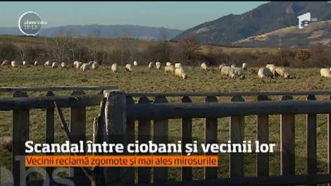 Iarna prea lungă îi împiedică pe ciobani să-şi mute oile în adăposturile din câmp!