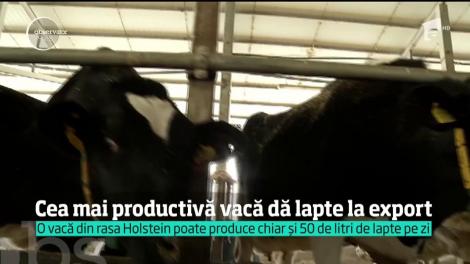 Cea mai productivă vacă din România dă lapte la export. Sorina, un exemplar din rasa Holstein, produce aproape 60 de litri pe zi