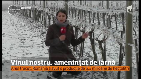 Iarna din primăvară pune în pericol vinul din toamnă