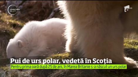 Imagini inedite în Marea Britanie, unde iubitorii de animale sărbătoresc ieşirea în lume a primului urs polar născut în această ţară după 25 de ani
