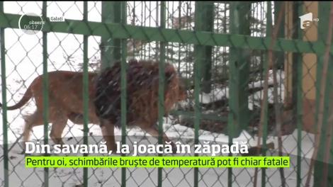 Iarna târzie a dat peste cap nu doar traficul, ci şi viaţa animalelor