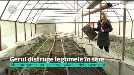 Gerul distruge legumele în sere