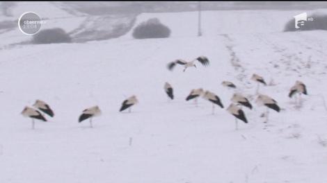 Viscolul și gerul, amenințare pentru berze