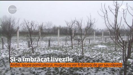 Un pomicultor din Dâmboviţa și-a îmbrăcat copacii, din cauza gerului