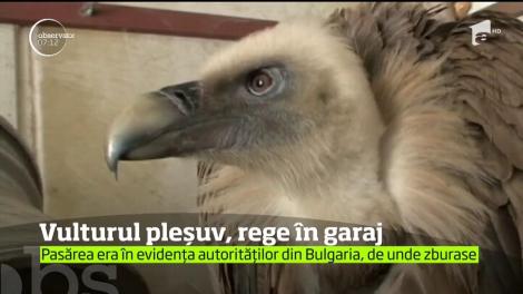 O apariţie pe cât de impresionantă, pe atât de rară pe ogorul unui constănţean
