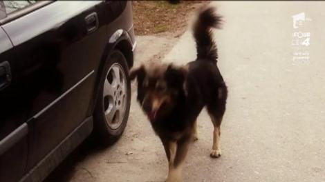 Momente de panică pentru Jean de la Craiova: “Când am fost ultima dată la furat de cireșe, m-a ținut un câine în pom până seara”