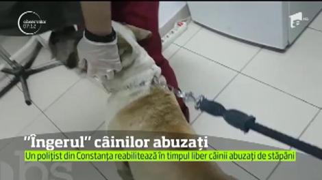 Un polițist din Constanța reabilitează, în timpul liber, câinii abuzați de stăpâni