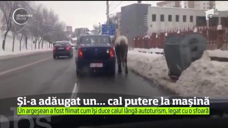 Un şofer argeşean a oferit imaginile zilei de ieri atunci când a ieşit la plimbare cu un cal pe o stradă din Piteşti