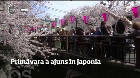 Imagini de primăvară vin din Japonia, unde au înflorit vestiţii cireşi
