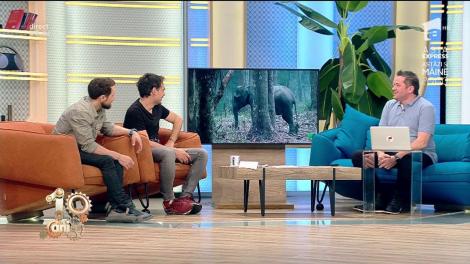 Așa ceva nu există! Elefantul indian care s-a apucat de fumat. Nu-l ajută nimeni: "Fumează puternic, de nervi!"