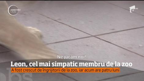 Un pui de leu a devenit vedeta Grădinii Zoologice din Craiova