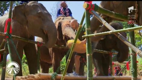 Concurenții se înfruntă cu elefanții, la propriu! Liviu Vârciu și Vică Blochina termină cursa cu picioarele julite până la sânge