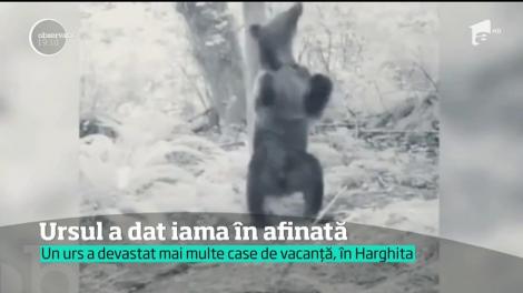 Trezit înfometat din hibernare, un urs s-a înfruptat din afinata furată din cămara unor oameni. Şi a băut până s-a îmbătat