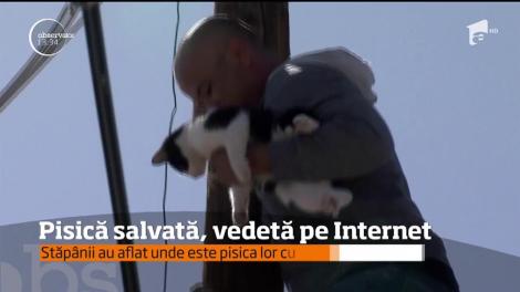 O pisică din Statele Unite a devenit vedetă pe Internet