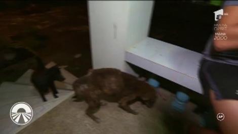 Au renunțat la o masă caldă. Liviu şi Andrei: ”Când am zis că nu mai mâncăm a ieșit pisica. Era așa de fericită. Cred că ea era micul nostru dejun, cu tot cu cină!”